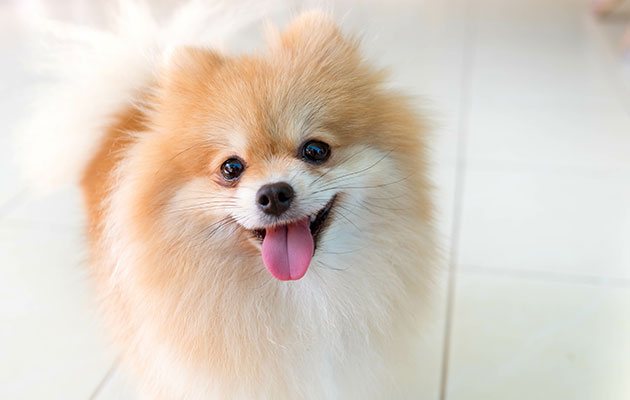 犬 肝臓病 療法食