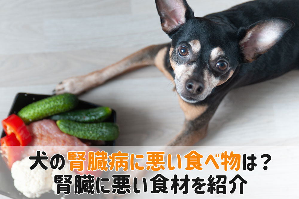 犬 腎臓 病 食べ て は いけない もの