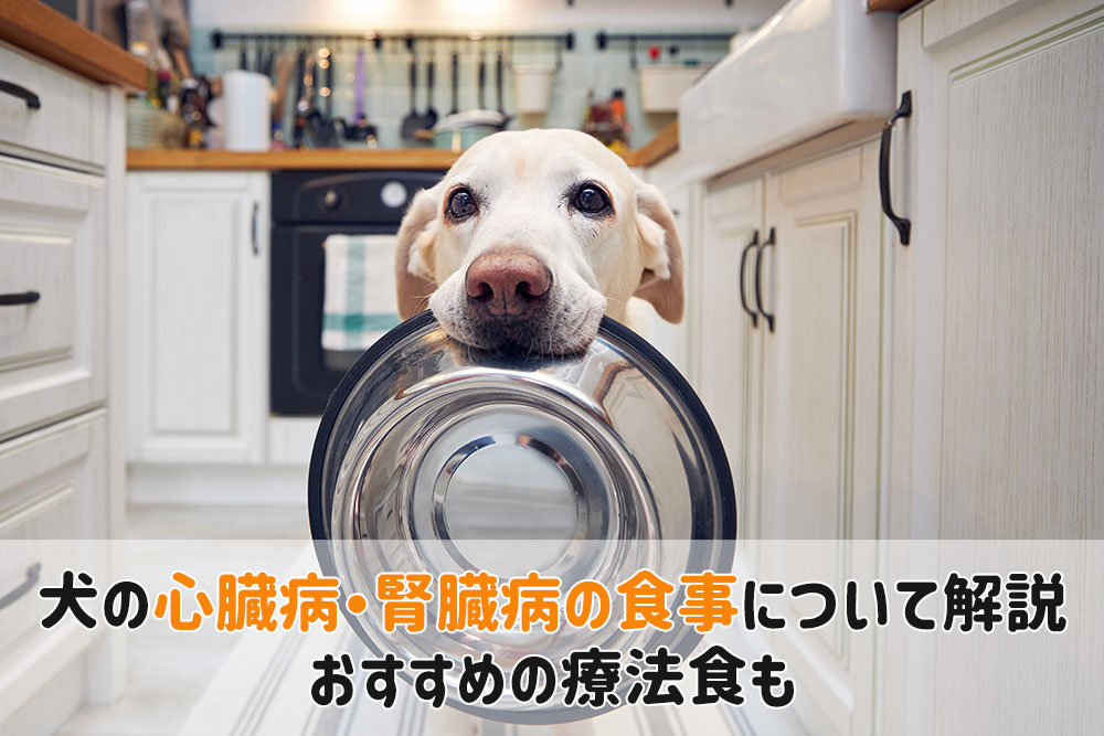 犬心臓病 腎臓病食事