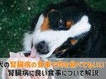 犬腎臓病食事 肉