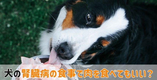 犬腎臓病食事 肉