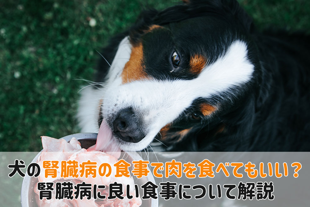 犬腎臓病食事 肉