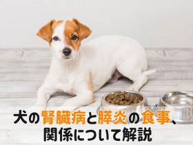 犬腎臓病 膵炎