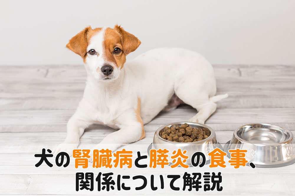 犬腎臓病 膵炎