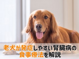 老犬腎臓病 食事