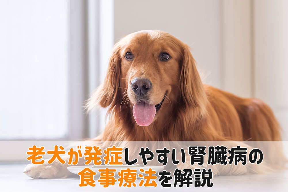 老犬腎臓病 食事