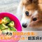 犬腎臓病食事野菜