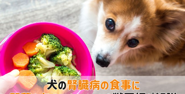 犬腎臓病食事野菜