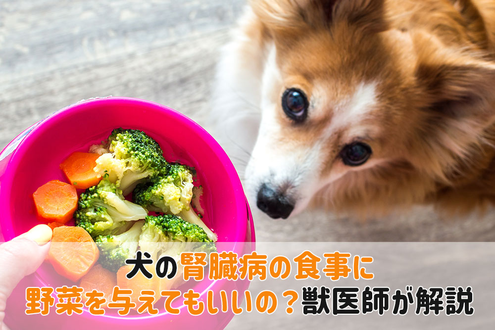 犬腎臓病食事野菜