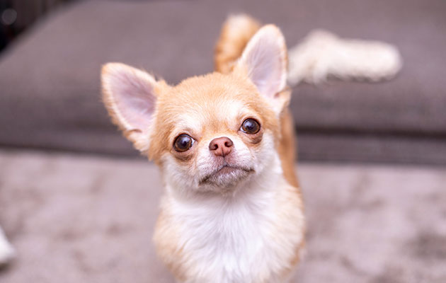 犬の腎臓病に悪い食べ物