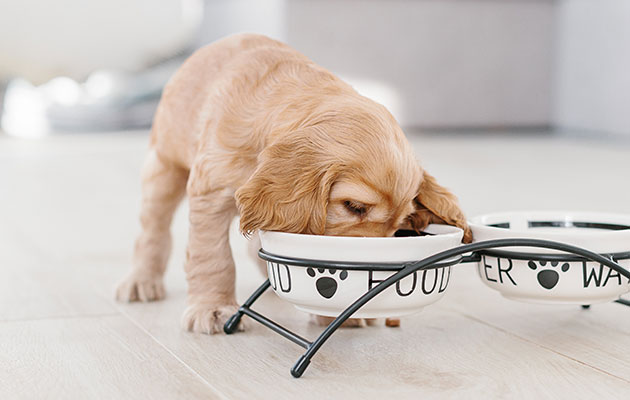 犬の腎臓病に悪い食べ物