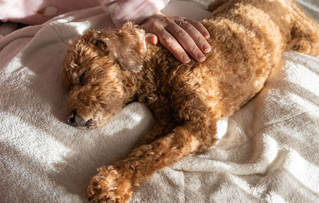 犬心臓病 腎臓病食事