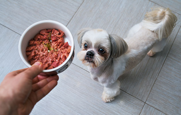 犬腎臓病食事 肉