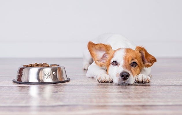 犬腎臓病食事 肉