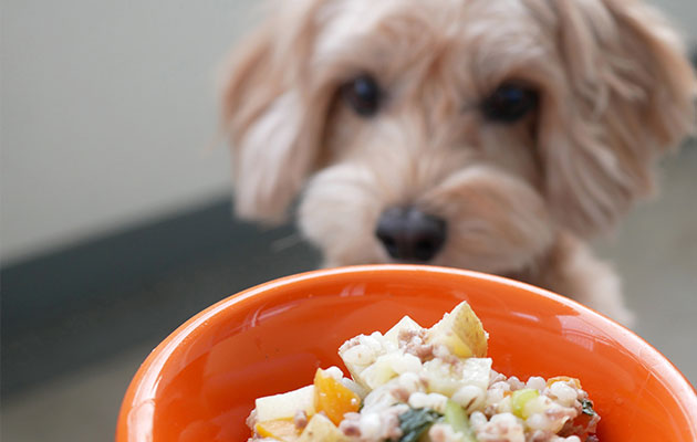 犬腎臓病食事 肉