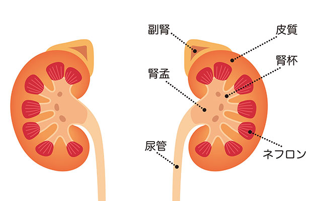 老犬腎臓病 食事