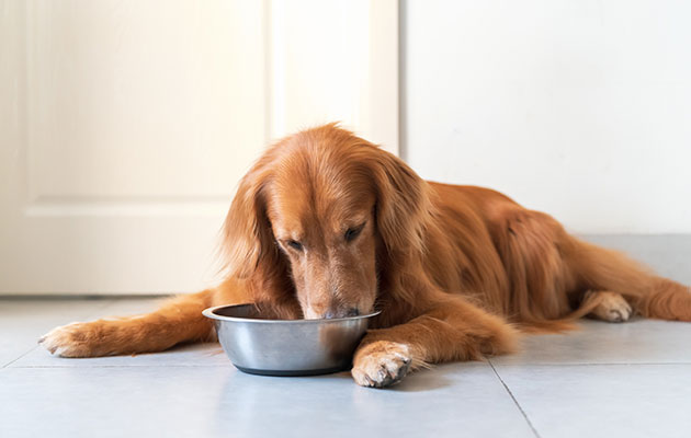 老犬腎臓病 食事