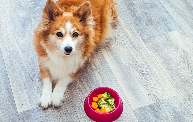 犬腎臓病食事野菜