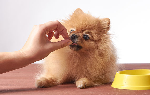 犬腎臓,療法食 ウェット