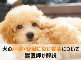 肝臓腎臓に良い食事 犬