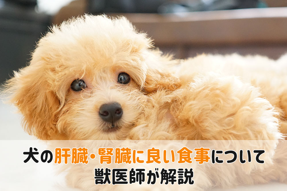 肝臓腎臓に良い食事 犬