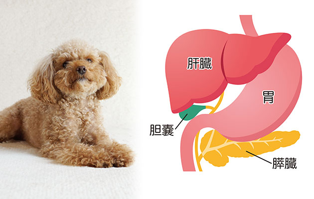 肝臓腎臓に良い食事 犬