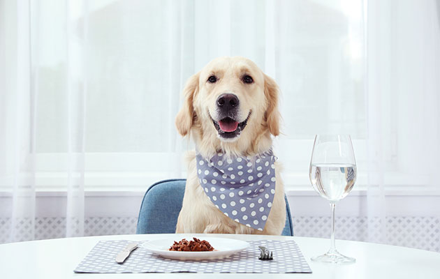 肝臓腎臓に良い食事 犬