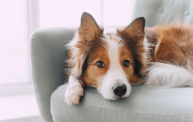 肝臓腎臓に良い食事 犬