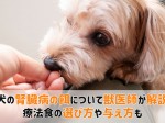 犬腎臓病餌