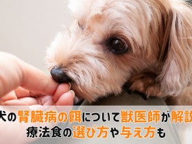 犬腎臓病餌