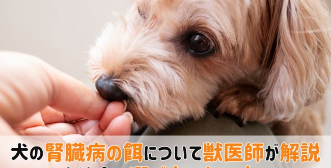 犬腎臓病餌