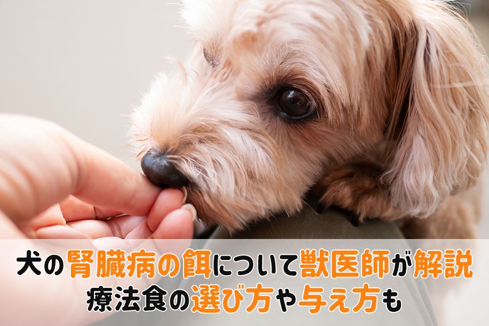 犬腎臓病餌