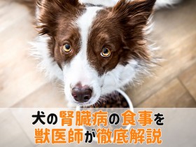 犬腎臓病食