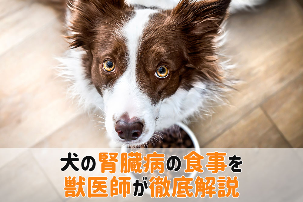 犬腎臓病食