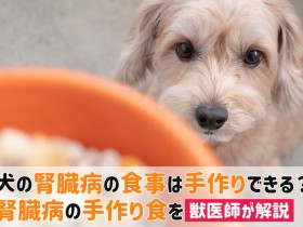 犬腎臓病 手作り食