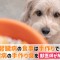 犬腎臓病 手作り食