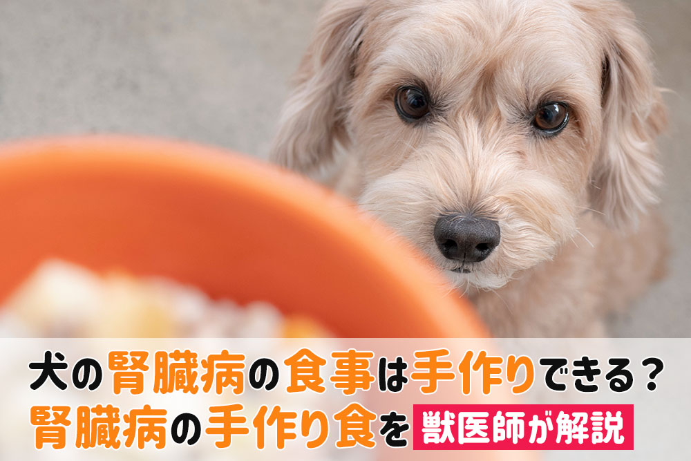 犬腎臓病 手作り食