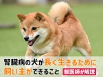 犬 腎臓病 長生き