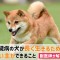 犬 腎臓病 長生き