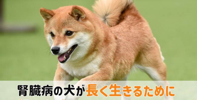 犬 腎臓病 長生き