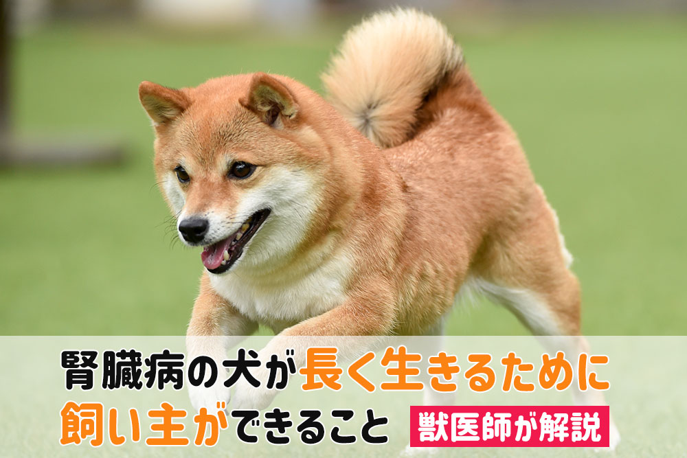 犬 腎臓病 長生き