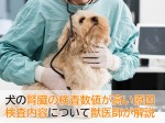 犬の腎臓病