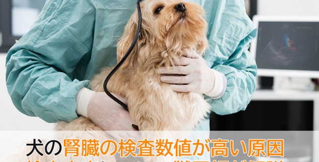 犬の腎臓病