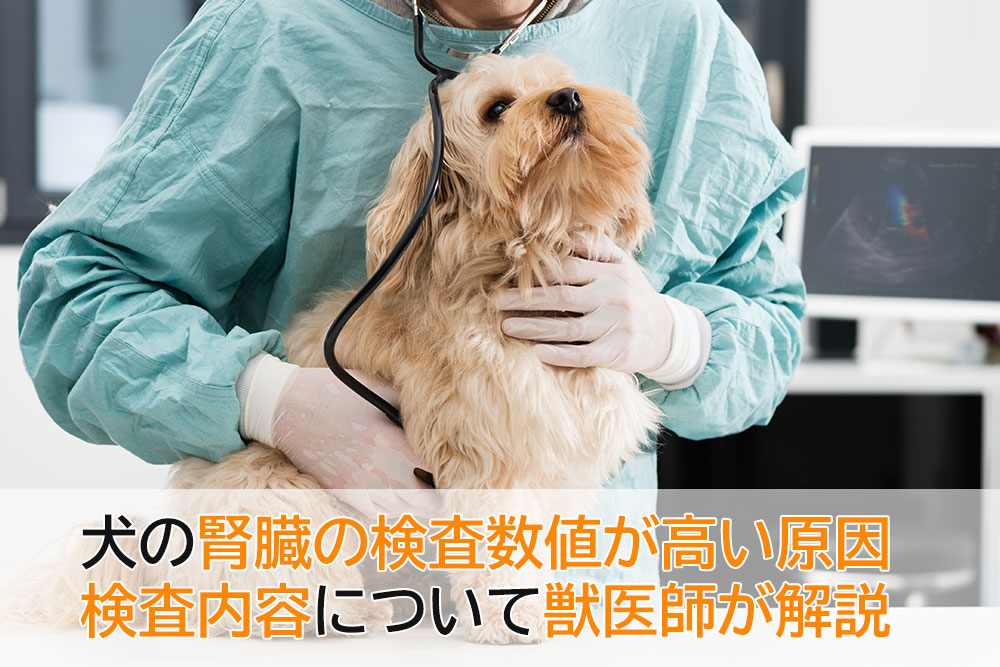 犬の腎臓病