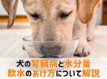 犬腎臓病 水