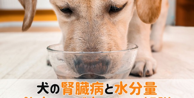 犬腎臓病 水