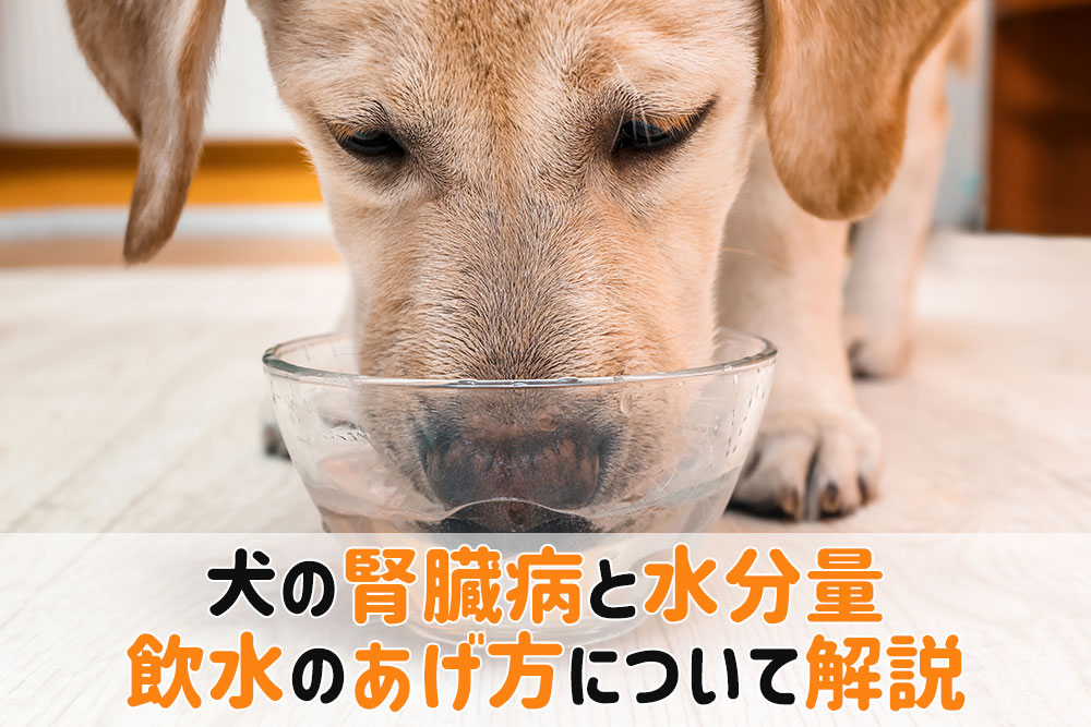 犬腎臓病 水