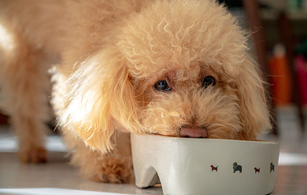 犬 療法食 餌