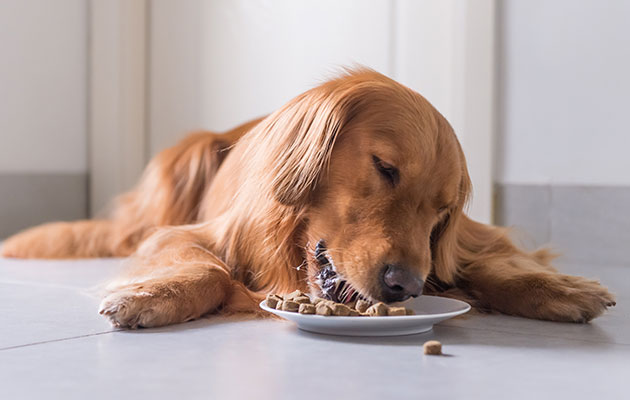 犬腎臓病食