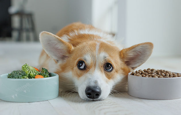 犬腎臓病 手作り食